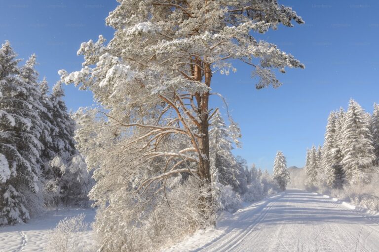 Race Week Taper: What to Do in the Final 7 Days