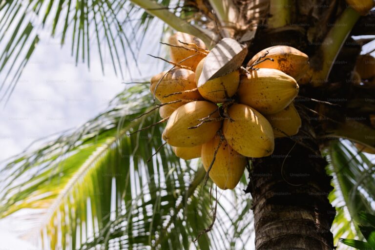 Mango and Coconut Energy Bites